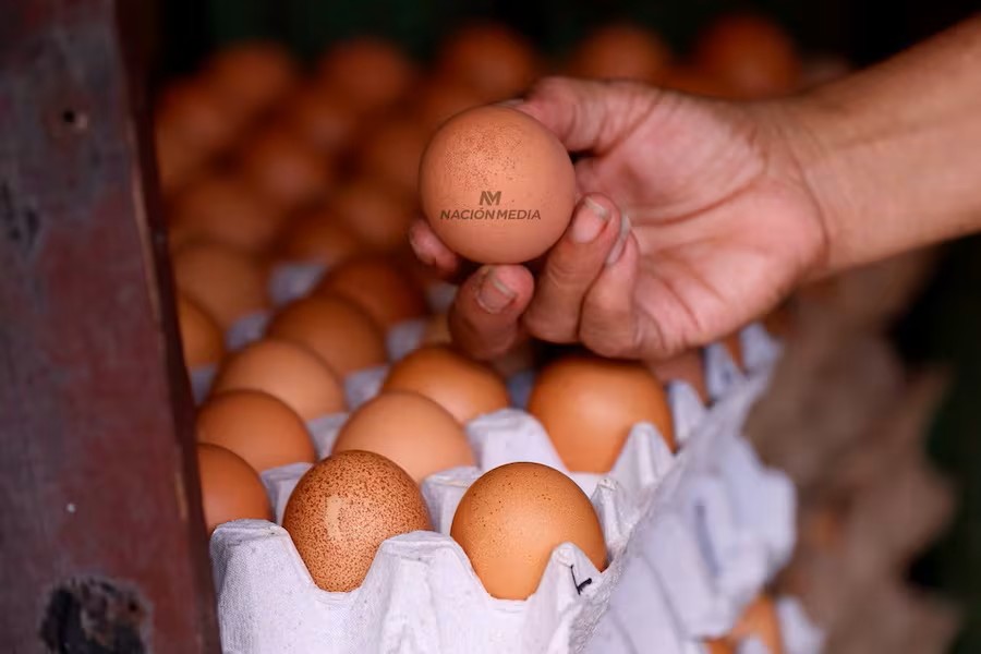 Paraguay conquista, nuevos mercados -expotación de huevos a Singapur