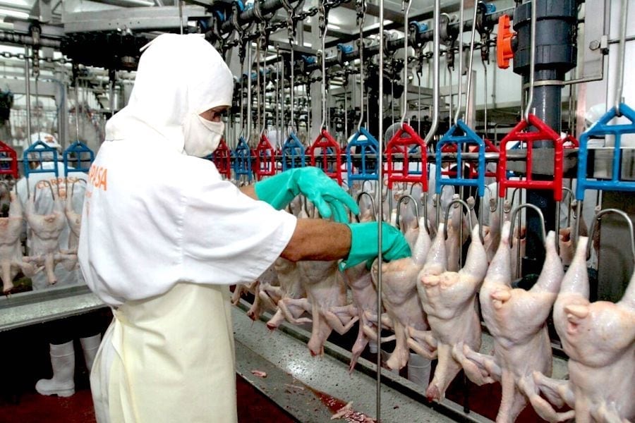 Crecimiento del Sector Aviar