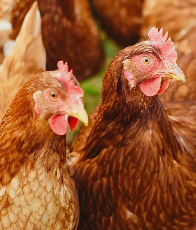Avipar y su lucha contra el Contrabando de pollos y huevos